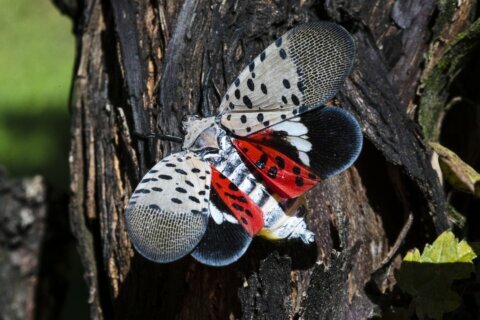 Fairfax Co. sees more spotted lanternflies — and they’re getting ready to lay eggs