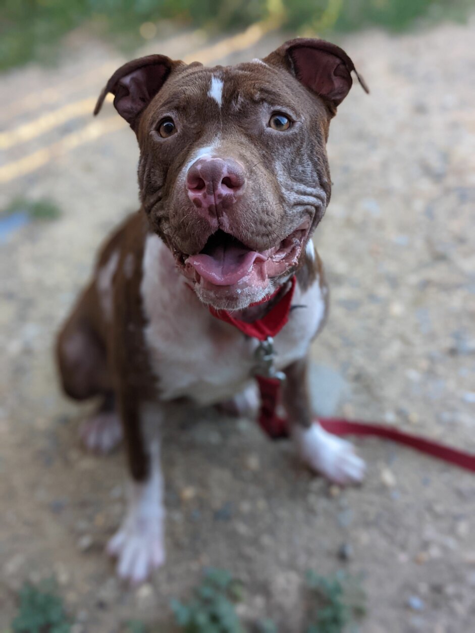 <p>Meet Lovebug! This sweet, 1-year-old girl is ready to convince everyone she meets that she&#8217;s worthy of her name. Lovebug has never met a person she doesn&#8217;t like and has quickly become best friends with everyone at the Humane Rescue Alliance. As soon as she walked through our doors her tail was wagging, her body was wiggling, and she was leaning in to gets pets from everyone that offered her a head scratch or belly rub. This bouncy, playful girl also enjoys a good game of tag. So, if you need an extra bit of love in your life, check out Lovebug! To learn more visit humanerescuealliance.org/adopt.</p>
