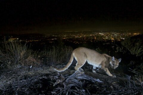 Mountain lion killed after attacking child in California