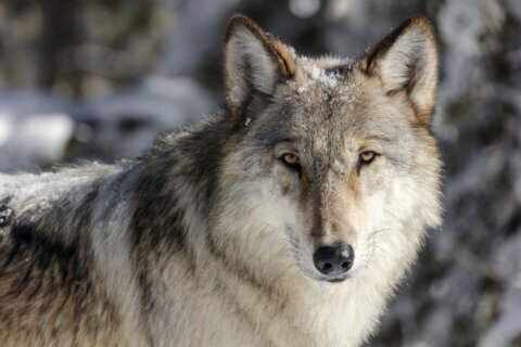 Wolves in Idaho, Montana could get federal oversight