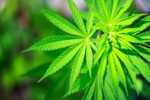 DC Council may aid medical marijuana while endangering the pot ‘gift’ economy