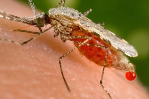 Heavy rain and heat bring out billions of mosquitoes in U.S.