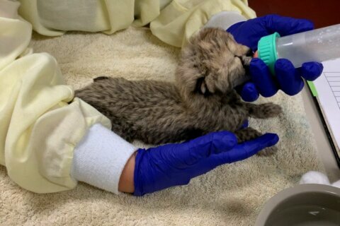 WATCH: Smithsonian keepers care for newborn cheetah cub ignored by mom