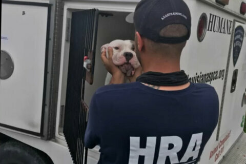 DC’s Humane Rescue Alliance rescues trapped dog in New Orleans