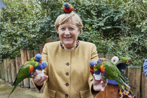 What a cracker! Merkel pecked by parrot