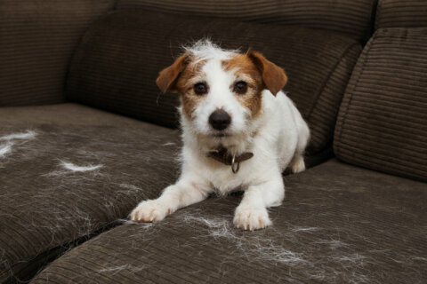 Tips to reduce your pet’s shedding