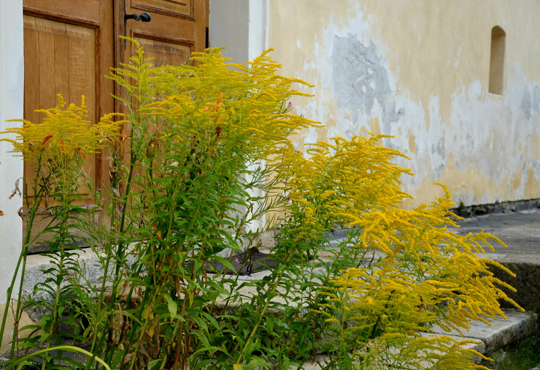 solidago, gigantea, canadensis, invasive, antropogenic, uncultivated, tall, rumors, coastal, shrubs, railways, roads, along, blooms, yellow, blossom, herb, doors, door, house, beige, wooden, plaster, old, ancient, weed, pretty,