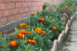 Marigold Tagetes patula decorative bright flowers outdoors
