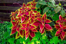 Beautiful coleus plant or Painted Nettle with bright red and yellow leaves, growing in the garden