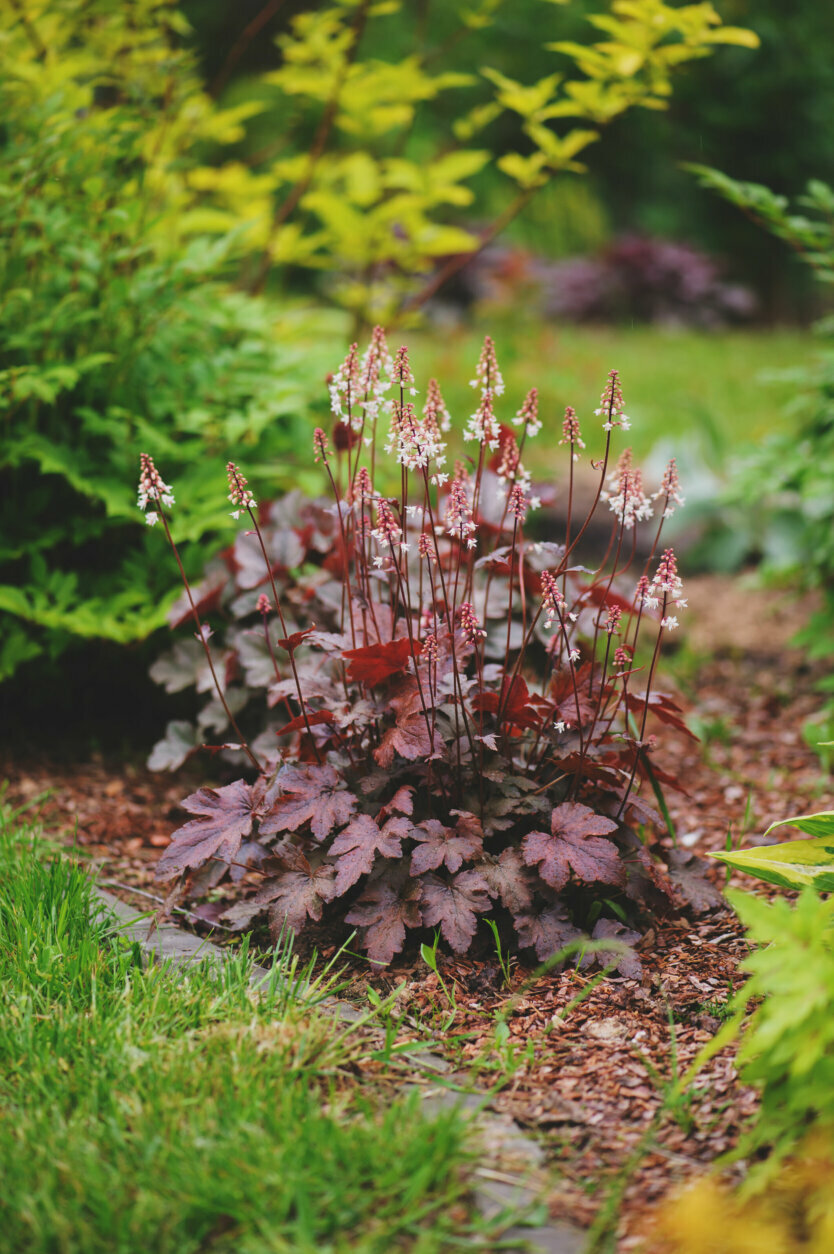 red heuchera "Chocolate Ruffles" planted in mixed border with yellow spirea and other plants in summer garden