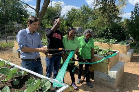 A community comes together to expand an important DC urban garden
