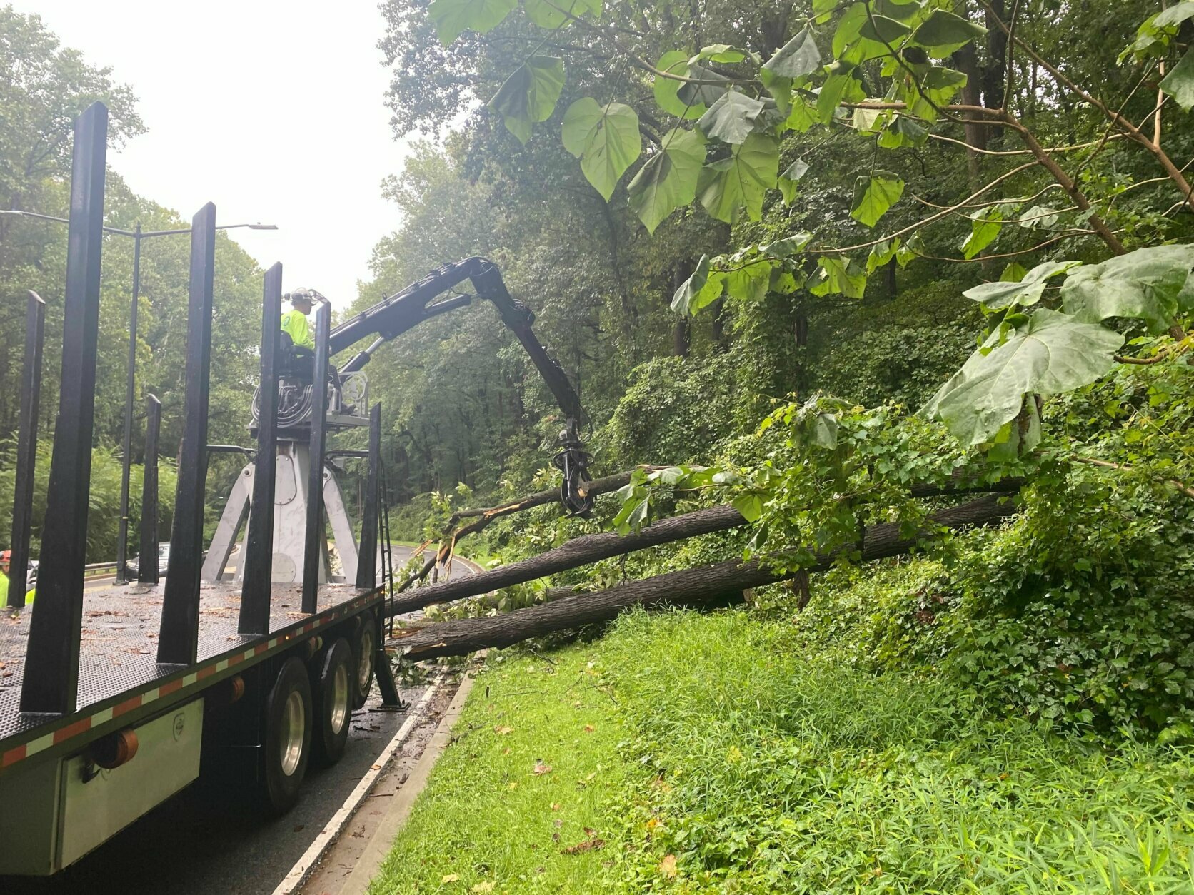 A tree removal along Military Rd. after a morning of severe weather. (WTOP/Luke Lukert)