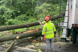 A tree removal along Military Rd. after a morning of severe weather. (WTOP/Luke Lukert)