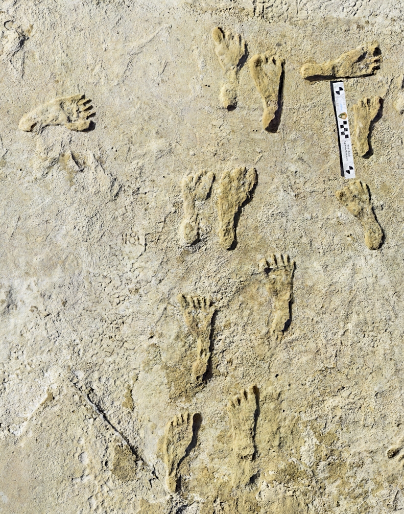 oldest-human-footprints-in-north-america-found-in-new-mexico-wtop-news