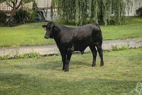 Bull that escaped Long Island farm captured after 2 months