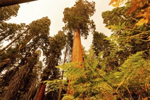 California wildfires make run toward giant sequoia groves