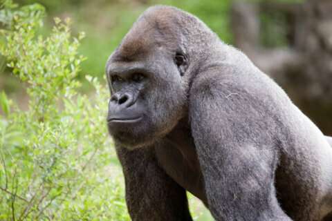 Gorillas at Zoo Atlanta being treated after initial testing reveals COVID virus