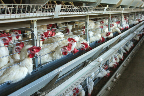 Report: Majority of poultry farms in Md. failed inspections but faced few penalties