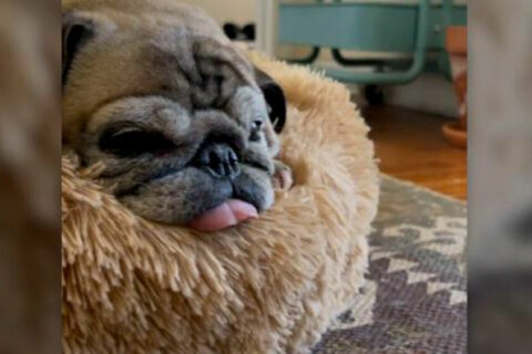 Noodle the pug’s ‘Bones or No Bones’ routine decides what kind of day millions of people will have