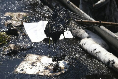PHOTOS: Large oil spill hits Southern California coast