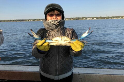 Md. scientists: Blue crabs have double the chromosomes of humans
