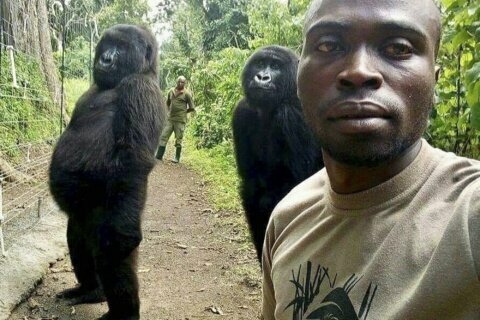 Congo’s famous mountain gorilla dies at 14 in Virunga Park