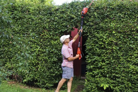 Gardening: In praise of pole pruners, and no ladder climbing