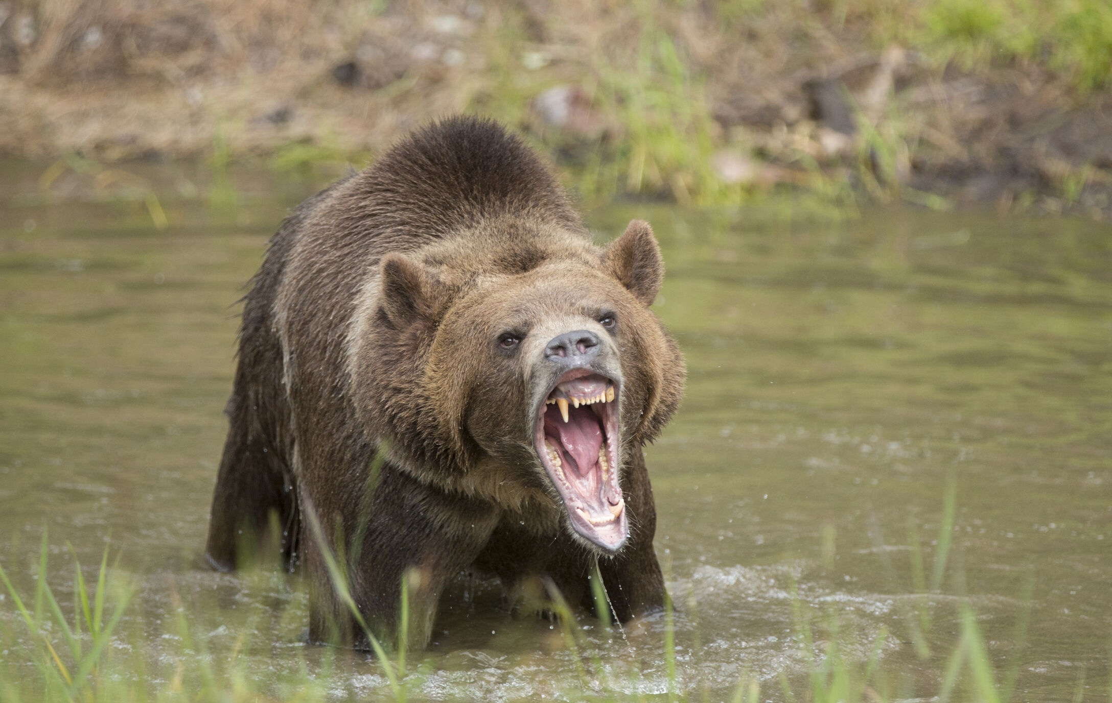 Feds again consider reintroducing grizzlies to North Cascades