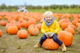 Little boy on a pumpkin farm at autumn. Preschooler child a sitting on huge pumpkin. Pumpkin is traditional vegetable used during American holidays - Halloween and Thanksgiving Day.