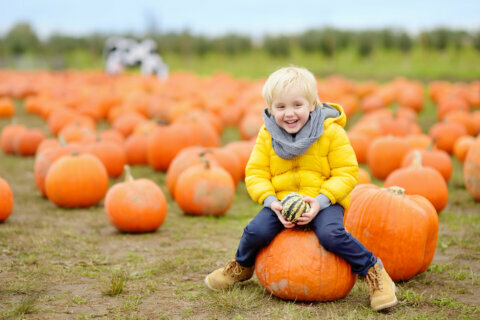 Top 10 Pumpkin Patches in the DMV Area