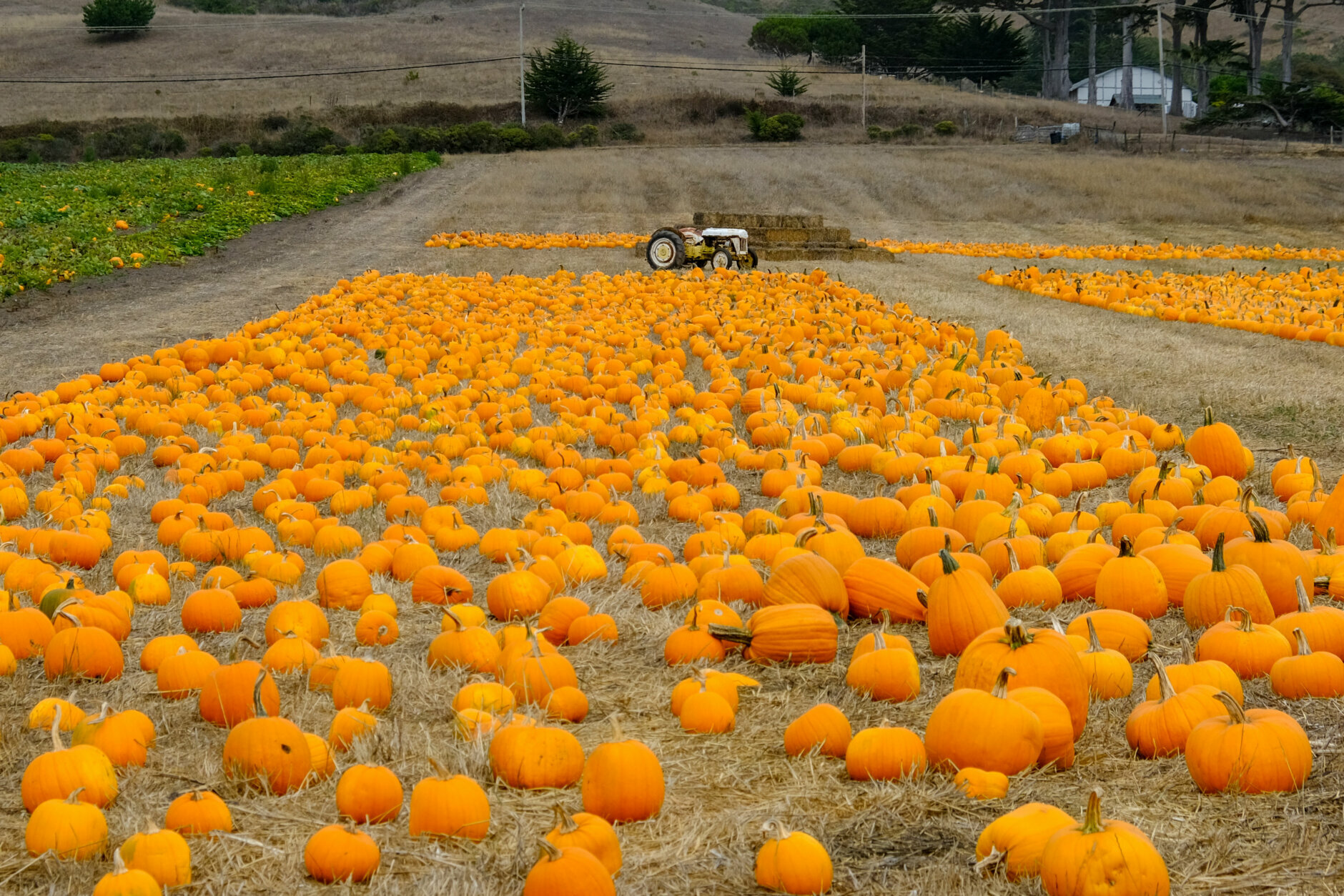 Pumpkin farm with tractor in the background