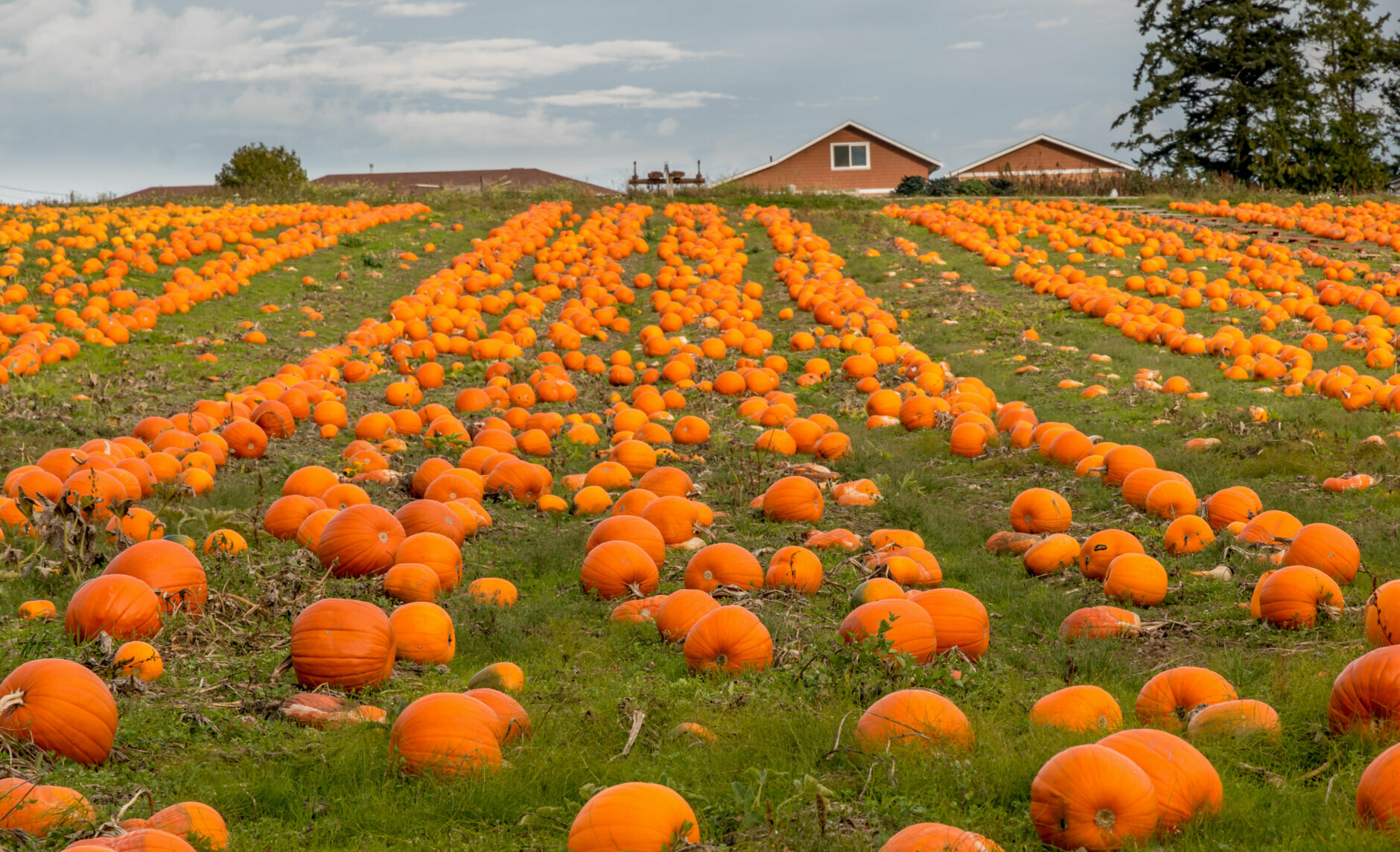 Organic pumpkins ready for harvest.