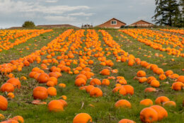 Organic pumpkins ready for harvest.