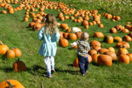 Young girl and boy are walking through a pumpkin patch on a green field