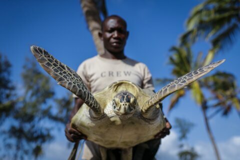 AP PHOTOS: In Kenya, ex-accountant now protects sea turtles