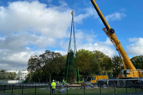 New National Christmas Tree planted in President’s Park