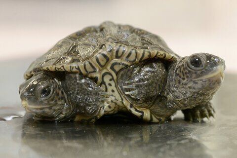 2-headed baby turtle thrives at Massachusetts animal refuge