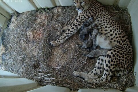 Smithsonian conservation institute welcomes 5 cheetah cubs