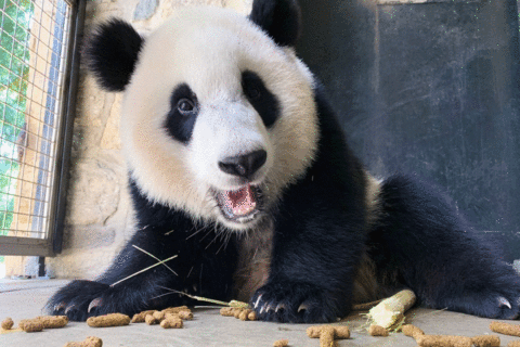VIDEO: National Zoo panda bubble bath turns into playful wrestling match