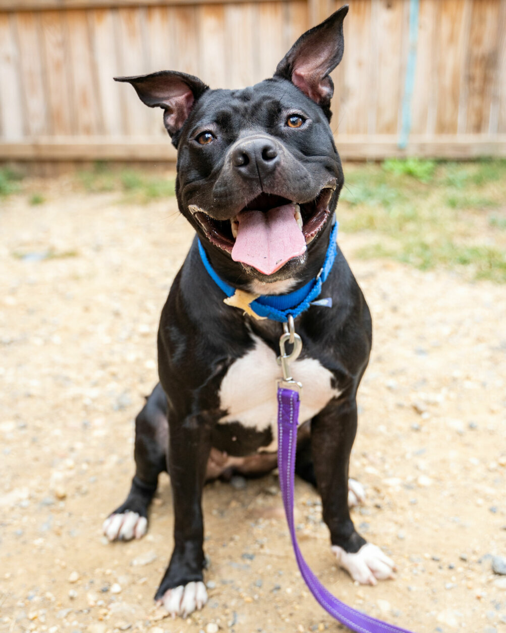 <p>Meet Sheena! At just two years old this sweet girl is the life of the party. Sheena has been working hard with HRA&#8217;s behavior team to learn some basic puppy manners and has been having a blast with training. We&#8217;d love to help Sheena find a family where she can continue her training and get lots of enrichment. In return she&#8217;ll give you endless love and attention. Do you think Sheena is the bff for you? To learn more and set up a virtual meet and greet visit humanerescuealliance.org/adopt.</p>
