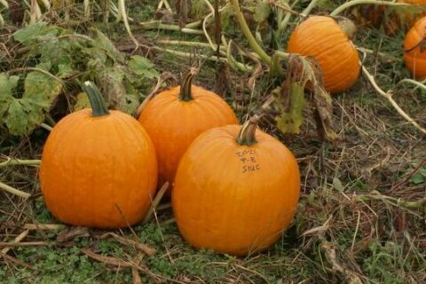 Scientists create hybrid pumpkin to withstand climate change