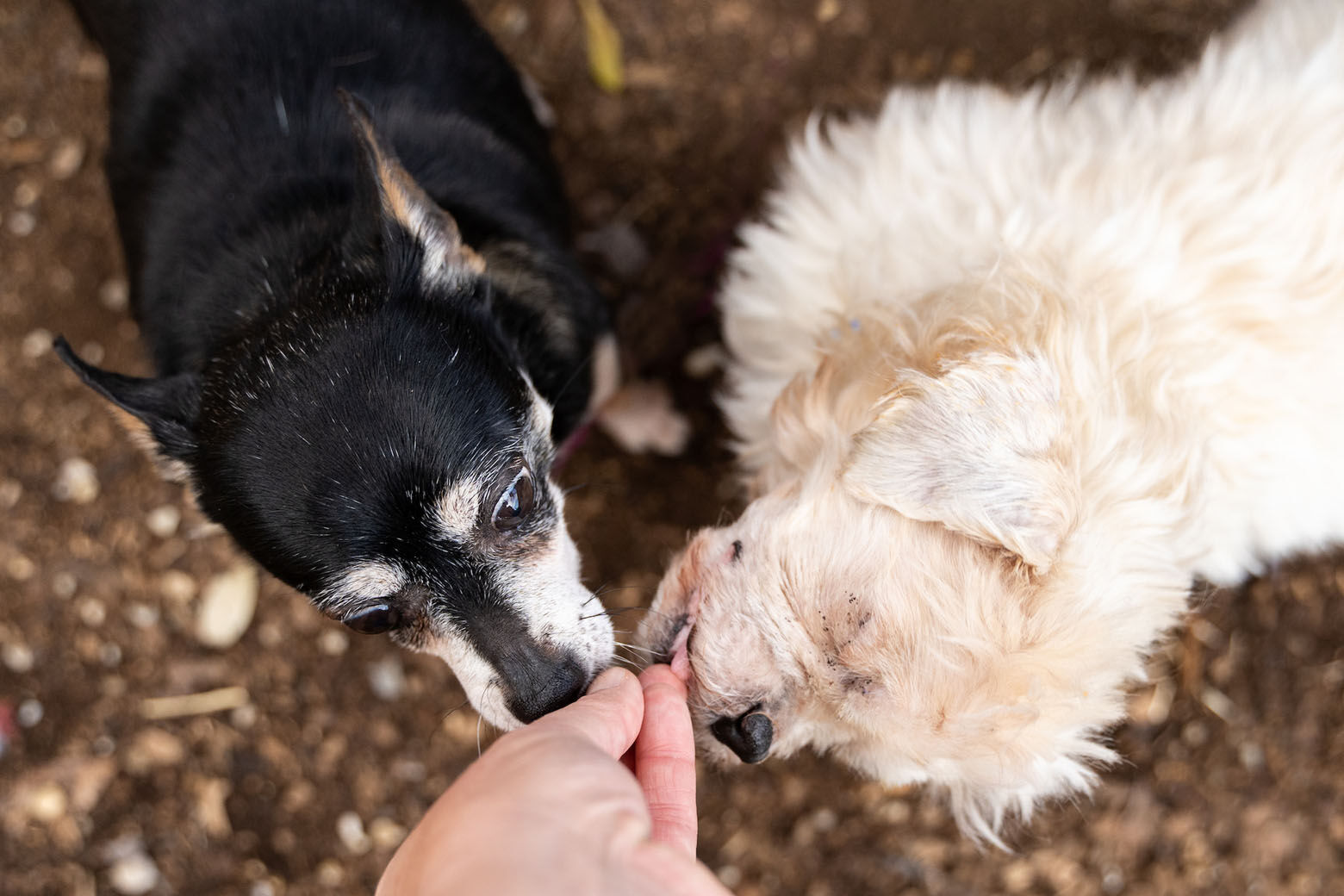 <p>Senior pups <strong>Bailey</strong> and <strong>Lola</strong> stole the hearts of Humane Rescue Alliance staffers and WTOP listeners.</p>
<p>They also stole the heart of their adopter who took them home — together — to spend their golden years in College Park, Maryland.</p>
