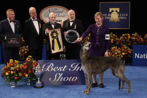 Scottish Deerhound repeats as Best in Show at 2021 National Dog Show