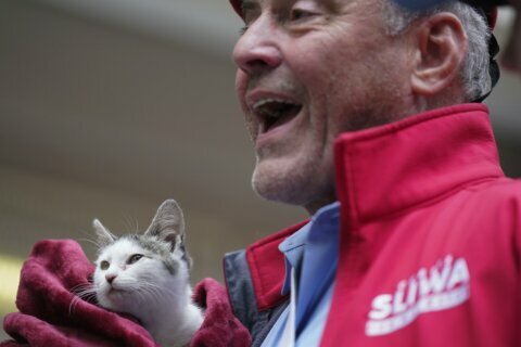 Cat got your vote? NYC candidate brings pet to polling place
