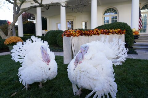 Biden says pardoned turkeys will get ‘boosted,’ not ‘basted’