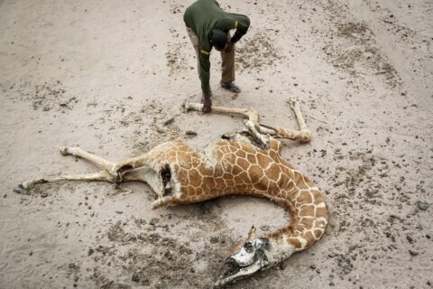 AP PHOTOS: ‘If they die, we all die’: Drought kills in Kenya