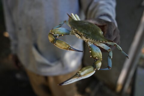Maryland reports falling blue crab population in Chesapeake Bay, tributaries