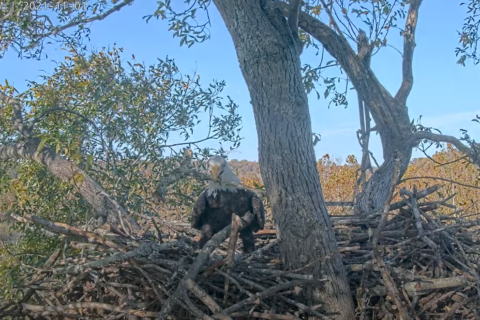 Bald eagles return to build nest in Leesburg