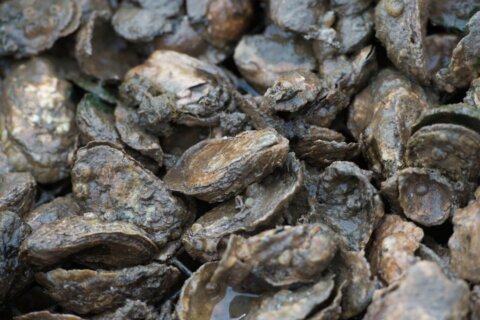 Md. Gov. Moore awards $9M contract for oyster restoration project