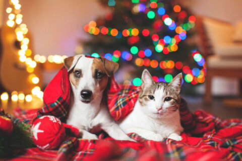 Eight holiday treats to keep away from your pets